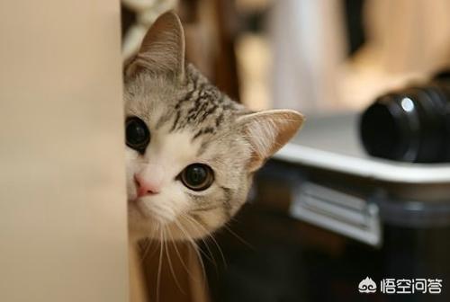 猫奴契约书图片:在古代，猫在人们心中的地位是怎样的？
