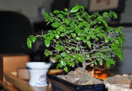 茶叶能够种植成盆栽吗？