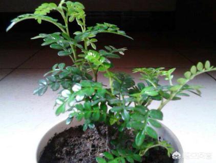 花椒是什么，怎样种植花椒？应该注意什么？