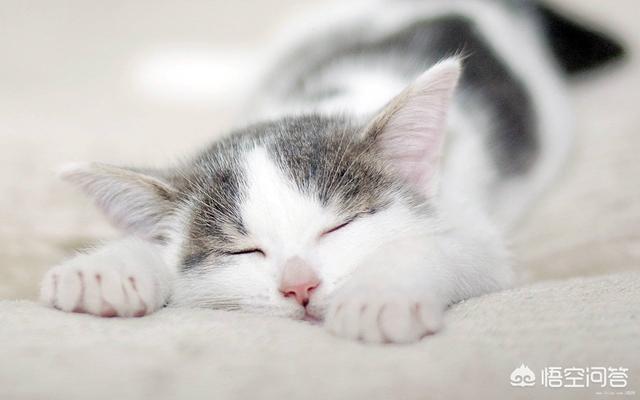 为什么我家猫不会埋屎:猫为什么会把粑粑弄脚上？