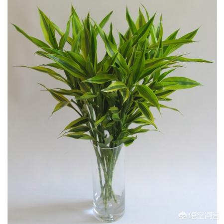 富贵竹图片怎么养:富贵竹总是被养死怎么办？