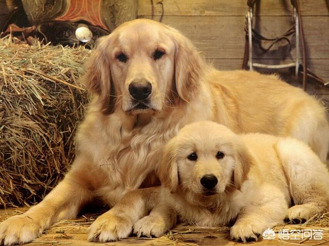 什么狗狗最听话最好养