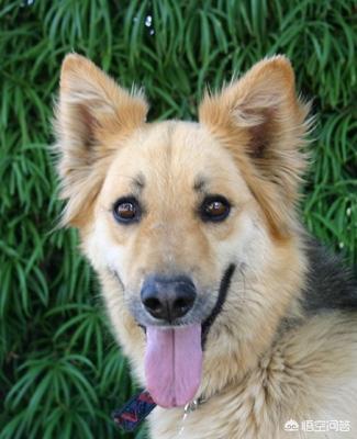 德牧和大丹犬配狗图片:世界上最大的是犬种可以和最小的犬种杂交吗？