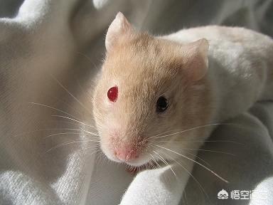 头条问答 - 仓鼠的眼睛变成血红色,是怎么回事?(11个回答)