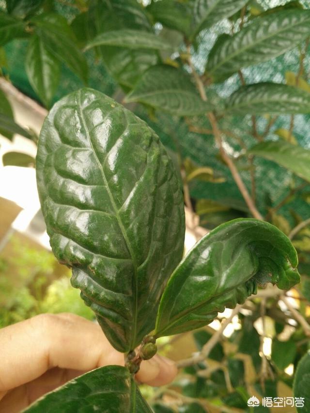 花叶艳山姜叶枯病:茶花的叶子发黄是怎么回事？