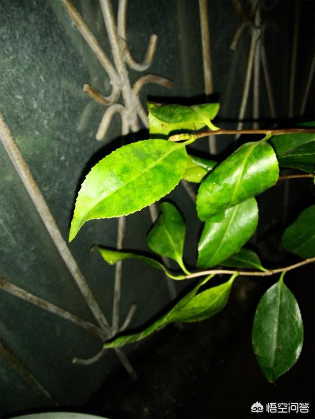花叶艳山姜叶枯病:茶花的叶子发黄是怎么回事？