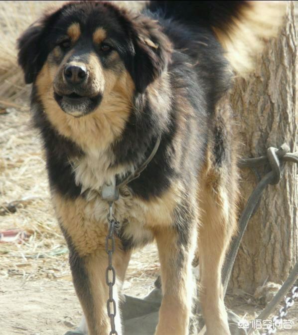 兰伯格獒犬:蒙古獒和藏獒有什么区别？ 兰伯格獒犬的价格