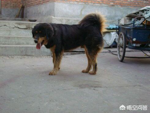 兰伯格獒犬:蒙古獒和藏獒有什么区别？ 兰伯格獒犬的价格