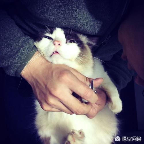 来养一只电子宠物猫:养一只布偶猫是什么样的体验？