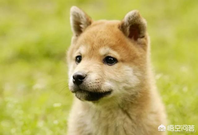 日本纯种柴犬价格多少:你们的柴犬都是花了多少钱买的？