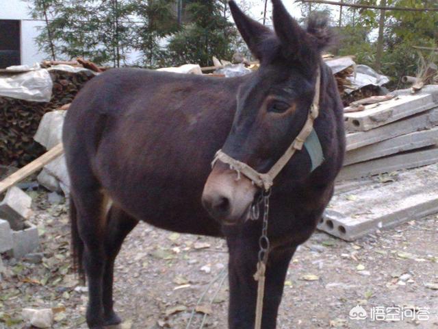 奔跑晶骡子:为什么说“驴下骡子猪下象”？