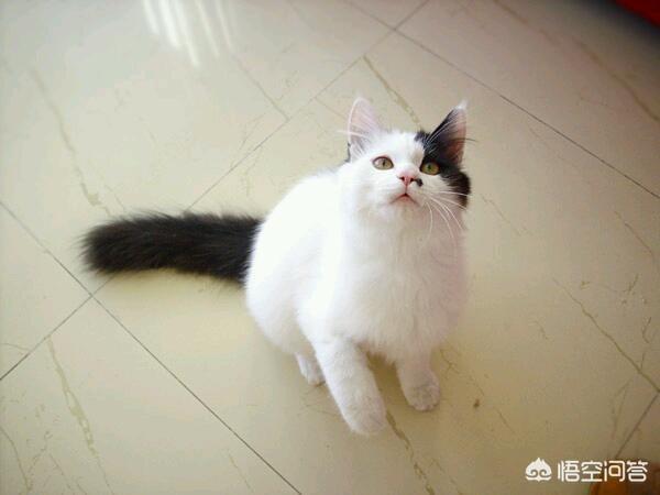 中华田园猫黑白猫性格:中华田园猫的性格都是什么样的？ 中华田园猫黑白相间的猫性格