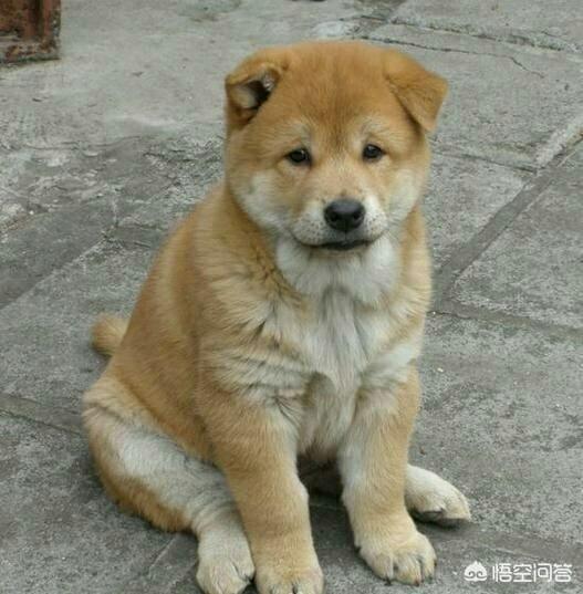 头条问答 公狗会知道孩子是自己的骨肉吗 146个回答