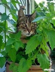 猫薄荷对猫有什么作用危害:给猫咪喂食猫薄荷，会有怎样的反应？