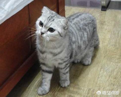 褴褛猫:褴褛猫会有毛球症吗？如何解决？