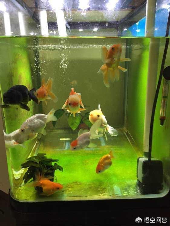 头条问答 在家里养金鱼 需要哪些设备呢 15个回答