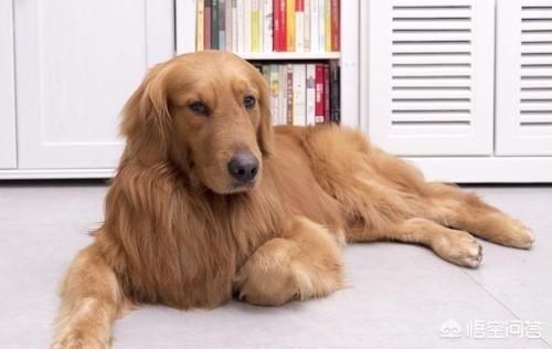 拉布拉多猎犬金毛:拉布拉多和金色猎犬 急问，想养条狗，是金毛还是拉布拉多适合呢？家有两个男孩十岁？