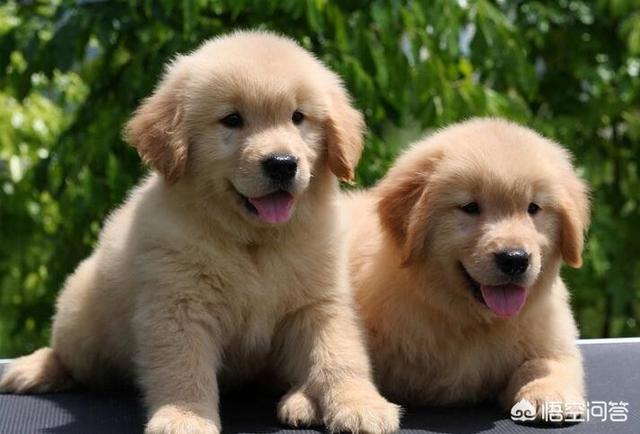 纯种金毛:怎么挑选一只优秀健康的金毛幼犬？