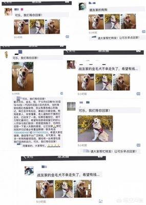 朵拉寻找小狗狗:狗狗走丢了，怎样找回来？