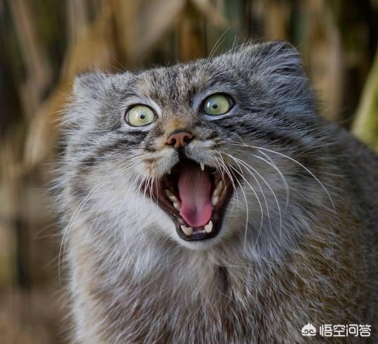 躲避喵星人的灵异事件:猫咪受到惊吓，该怎么办？