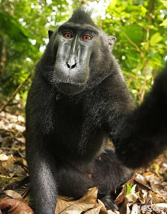 孙悟空自拍，猴子拿摄影师相机自拍，版权算谁的