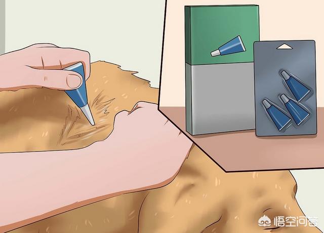 狗身上有跳蚤怎么办:家里的狗狗长跳蚤，如何消灭跳蚤而不误伤狗狗？