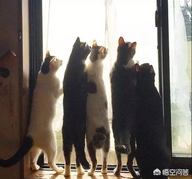 真正的虐猫群2018:家里养了好多猫是一种怎样的体验？