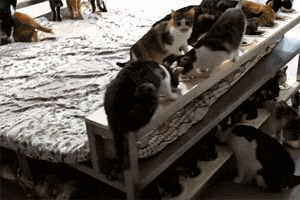 真正的虐猫群2018:家里养了好多猫是一种怎样的体验？