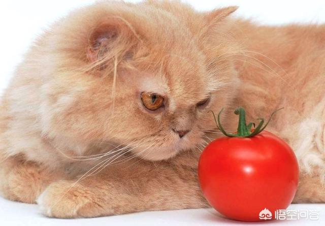 猫不吃猫粮有几种情况，猫不吃猫粮怎么办，猫咪不吃猫粮有什么好办法