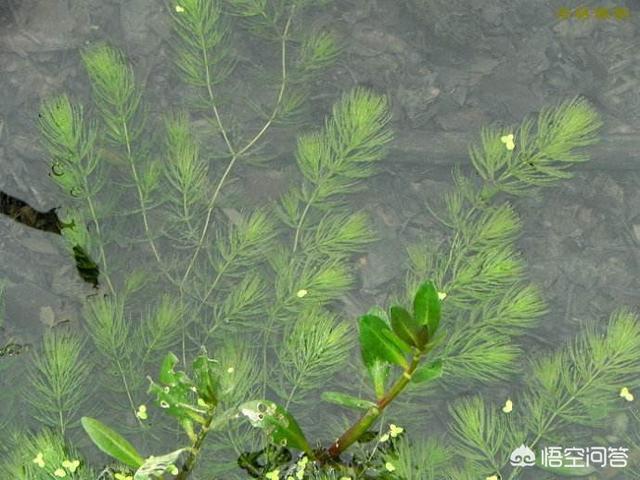 头条问答 鱼缸里种什么种类的水草最容易打理 34个回答