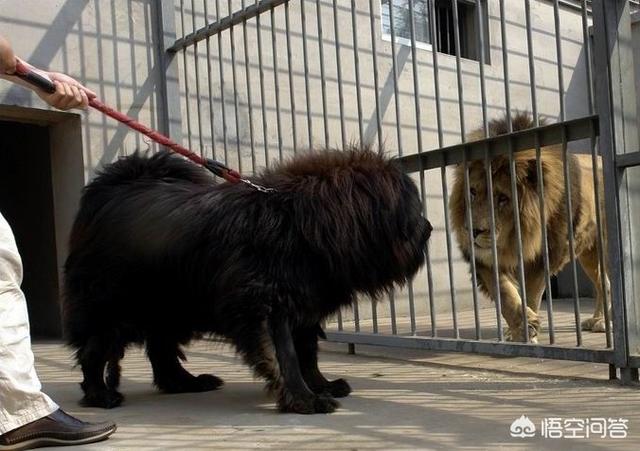 藏獒斗狮子老虎:藏獒斗狮子的视频 听说藏獒可以把老虎打败了，是真的吗？