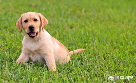 拉布拉多幼犬怎么养:怎样饲养拉布拉多犬，它会更健康呢？