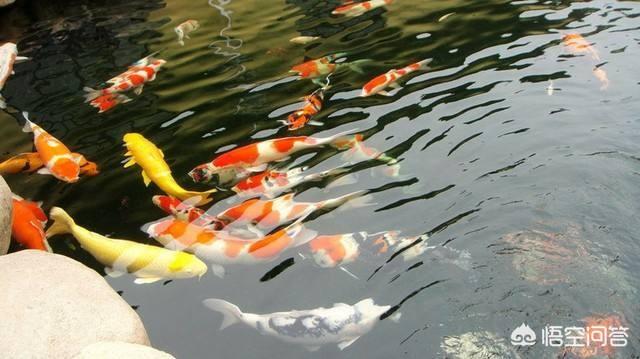 德系锦鲤鱼图片:德国锦鲤的特点是什么呢，与日本锦鲤有啥不同？