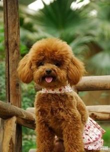玩具贵宾犬美容:如何才能选到长大了也好看的泰迪犬？