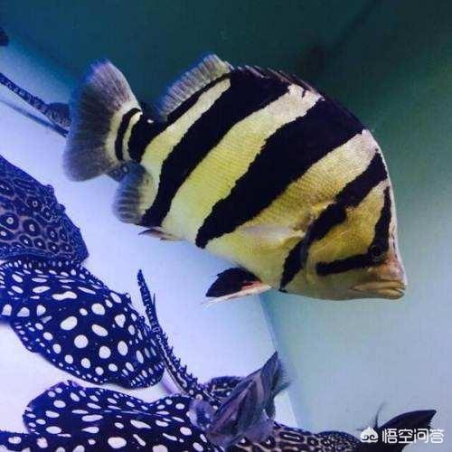 虎鱼:你知道虎鱼的最佳烹饪方法吗？