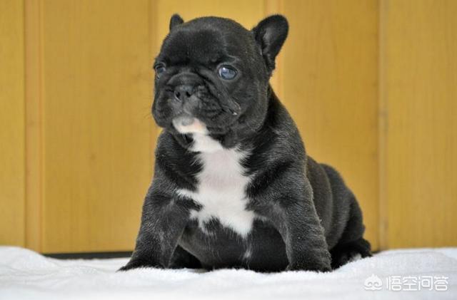 斗牛马士提夫犬会放屁吗:为什么法国斗牛犬那么贵？