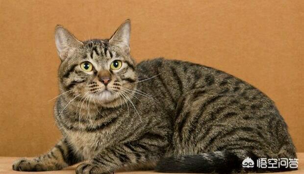 我国的纯血统猫咪有哪些？