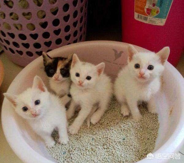 日本猫岛的猫可以抱走吗:猫如何看待主人送走她的孩子？