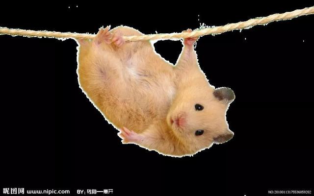 马岛长尾狸猫:十二生肖中，老鼠是害虫，还能排第一，为什么猫却没有