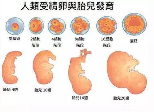 梦见自己怀孕小腹隆起,孕妇的肚子是在什么时候悄悄变大的？