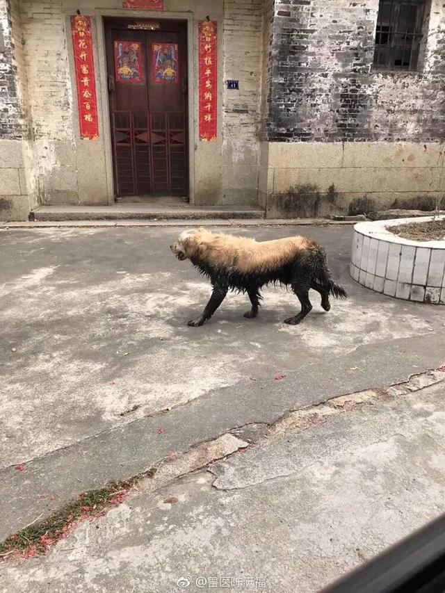 金毛的价格:金毛犬好养吗，什么价格？