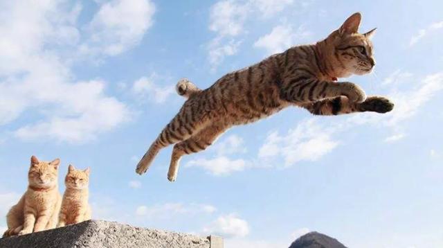 小猫跳出来3d免费:猫为什么可以从很高的地方跳下来而不受伤？