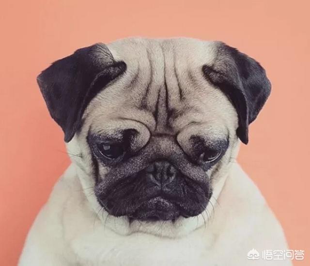 巴仙吉犬 体味:狗狗不会流汗，为什么还有那么重的体味？怎么减轻身上的体味？