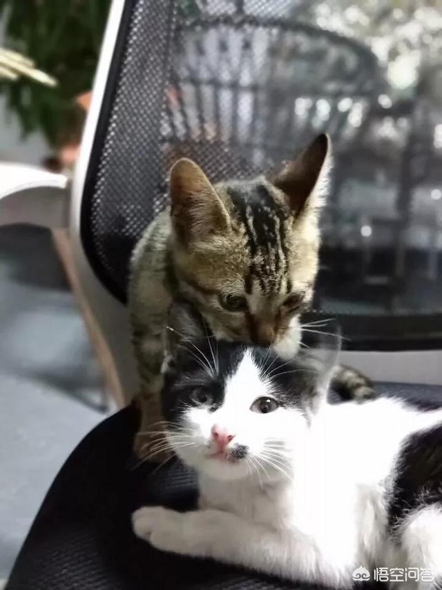猫瘟已经不吐不拉:家里的猫吐了两天，然后开始不吃不喝不拉，是什么问题？