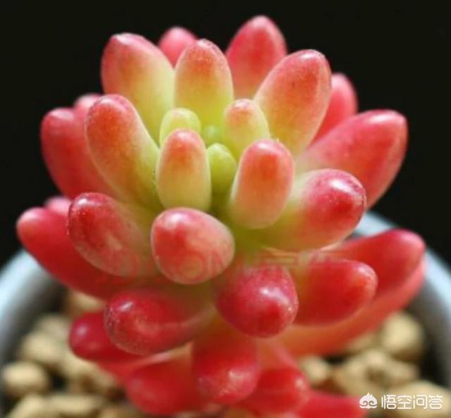 多肉熊童子好养不:你认为哪一种多肉比较好养又有趣呢？
