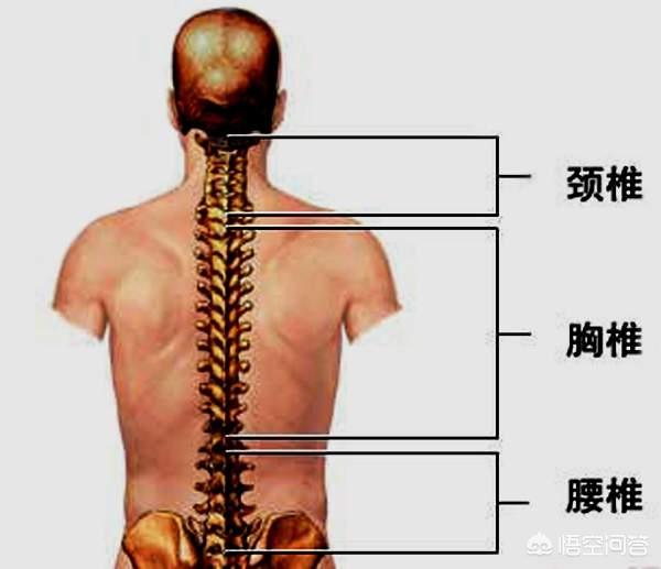 左胸骨轻微骨裂的症状:胸骨轻微骨裂的表现 胸骨断了会瘫痪吗？一般会有哪些并发症？