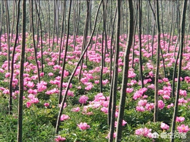 芍药如何越冬管理？