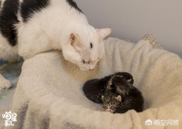 余虹 花猫的小屋:家里的猫猫做过让你最感动的一件事是什么？