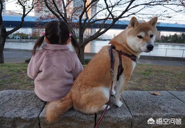 比高犬缺点:柴犬的优点及缺点有哪些呢？