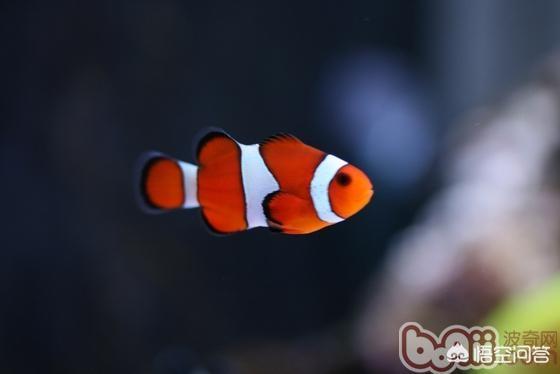 黑白公子小丑鱼价格:饲养黑边公子小丑困难吗？